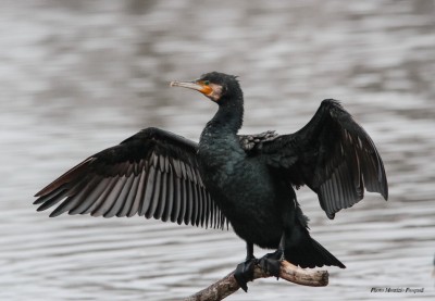 Cormorano    